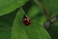 Adalia decempunctata
