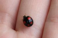 Harmonia axyridis