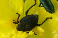 Mononychus punctumalbum