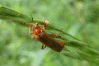 Cantharis livida