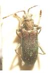 Donacia vulgaris