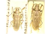 Donacia cinerea