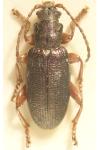 Plateumaris rustica