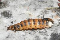 Drilus flavescens