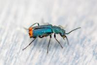 Malachius bipustulatus