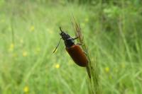 Omophlus lepturoides