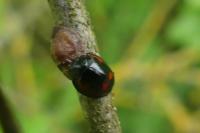 Exochomus quadripustulatus