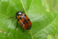 Cryptocephalus loreyi