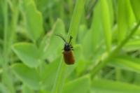 Drilus flavescens
