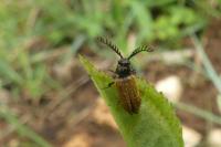 Drilus flavescens