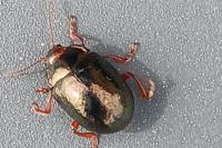Chrysolina bankii