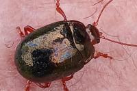 Chrysolina bankii