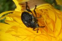 Mononychus punctumalbum