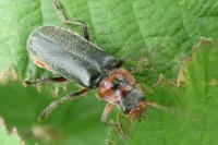Cantharis rustica