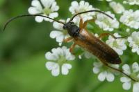 Alosterna tabacicolor