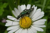 Oedemera nobilis
