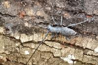Morimus asper