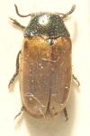 Labidostomis lucida