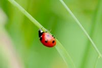 Coccinella septempunctata