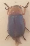 Chilotomina nigritarsis