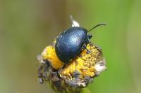 Chrysolina fuliginosa