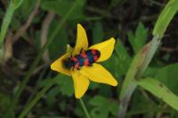 Trichodes alvearius