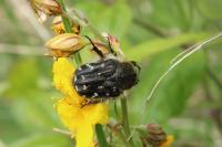 Tropinota hirta