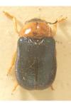 Smaragdina salicina