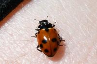 Hippodamia variegata