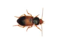 Diachromus germanus