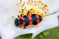 Trichodes alvearius