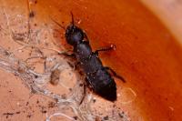 Ocypus olens