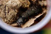 Ocypus olens