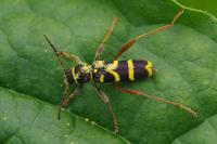 Clytus arietis