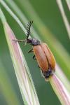 Drilus flavescens