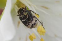 Valgus hemipterus