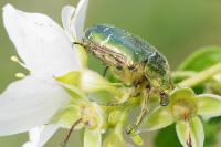 Cetonia aurata