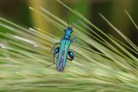 Oedemera nobilis