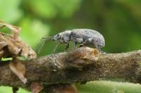 Phyllobius