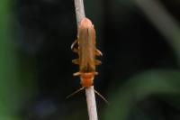 Cantharis pallida