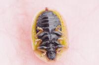 Cassida vibex