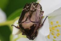 Potosia cuprea