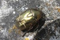 Potosia cuprea