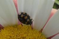 Coccinula quatuordecimpustulata