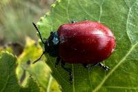 Chrysomela populi