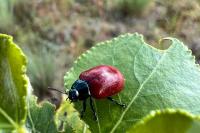 Chrysomela populi