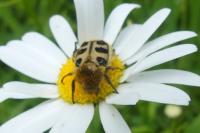 Trichius