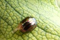 Chrysolina americana