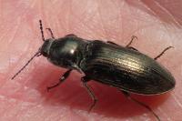 Selatosomus latus