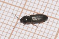 Cardiophorus rufipes
